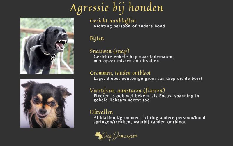 Agressie bij honden herkennen, signalen die kunnen duiden op agressie