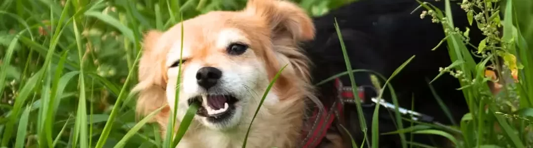 Help! Mijn hond eet gras! - artikel - Dog Dimension (smal)