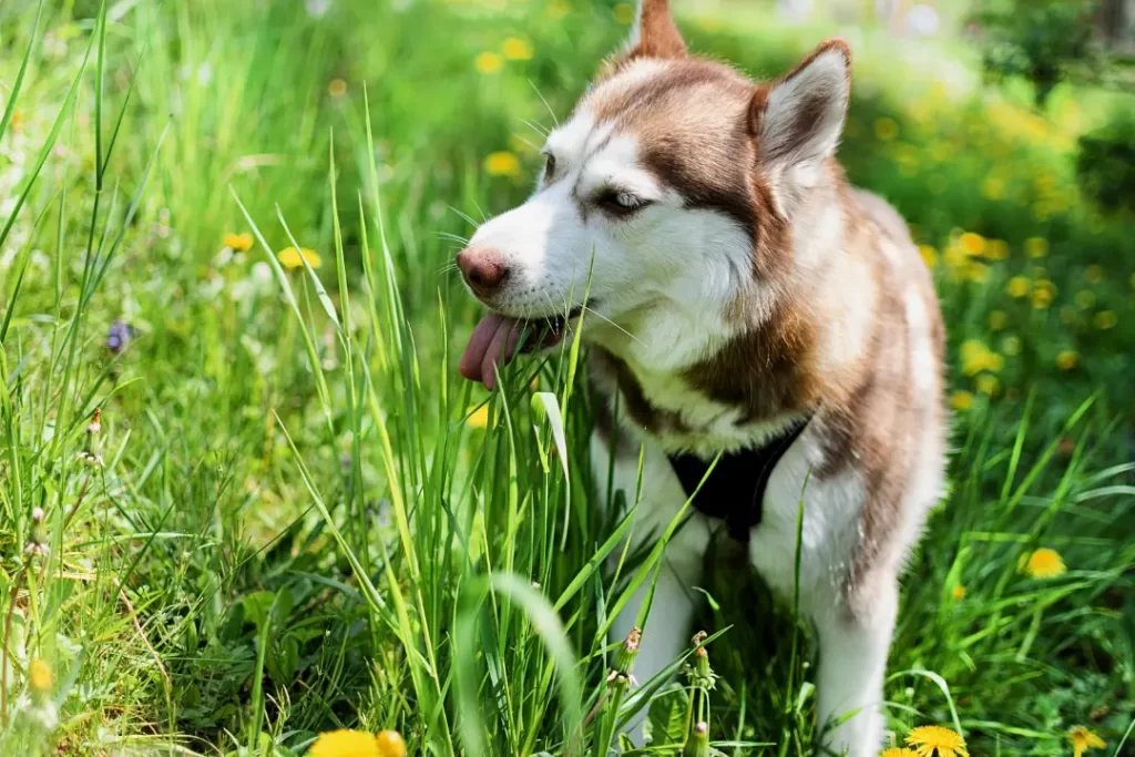 Help! Mijn hond eet gras! - artikel - Dog Dimension
