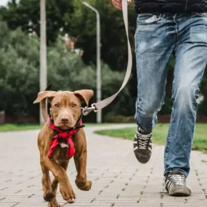 Hondenvragen wandeling - 60 minuten - Dog Dimension