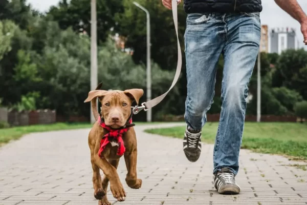 Hondenvragen wandeling - 60 minuten - Dog Dimension
