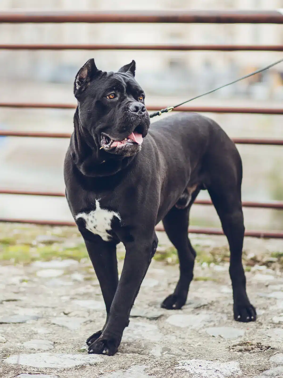 Molosser Training - Rassenkennis - Cane Corso - Dog Dimension