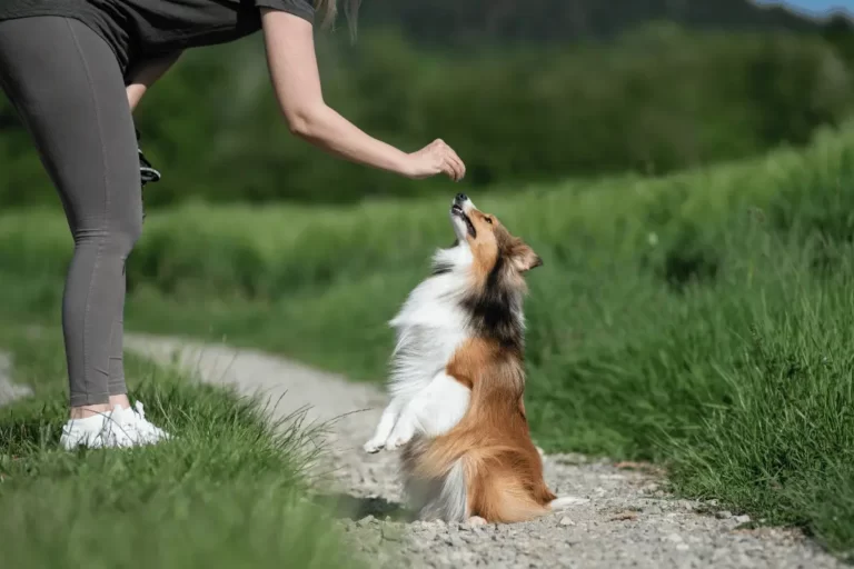 Hondentraining aan huis - waar je traint met plezier - Dog Dimension