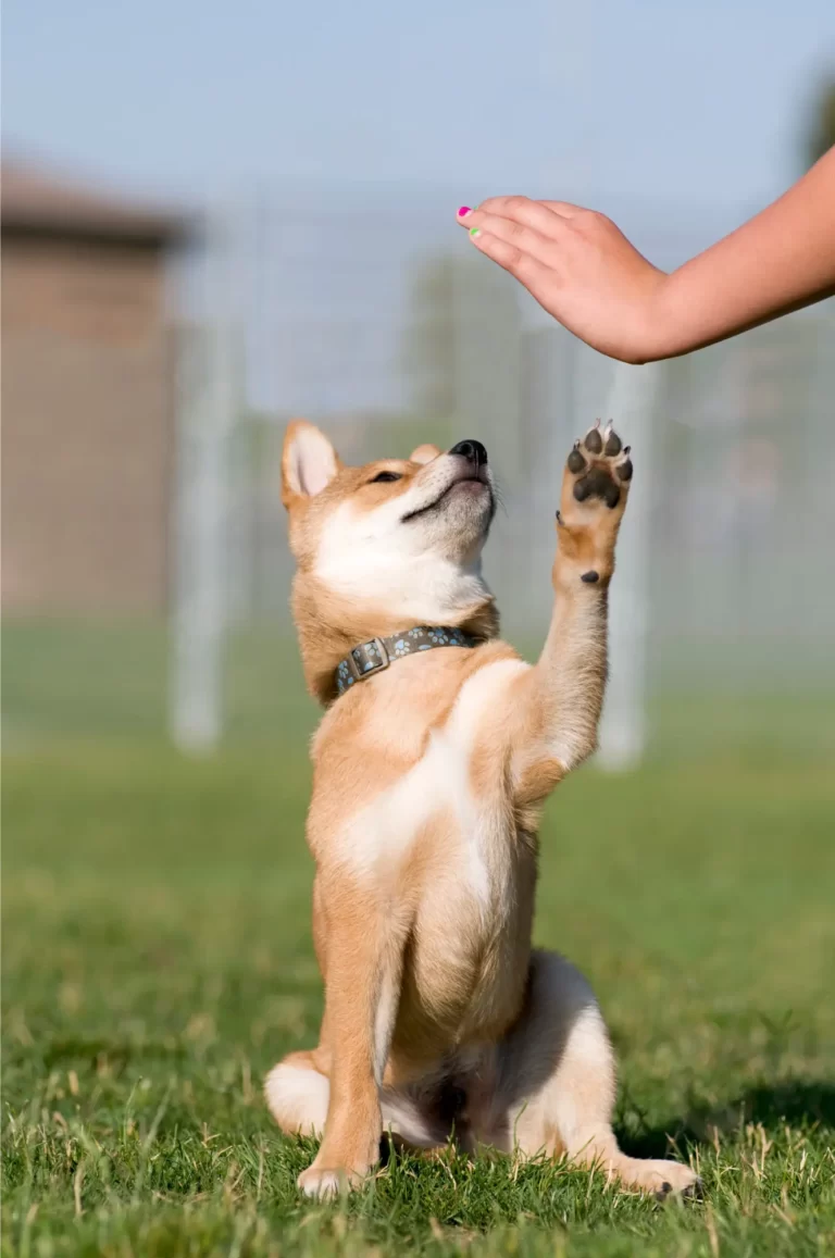 Puppy High-five - Fun tijdens puppycursus - Dog Dimension