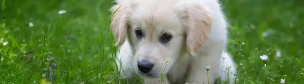 puppy zindelijkheidstraining - artikel - Dog dimension