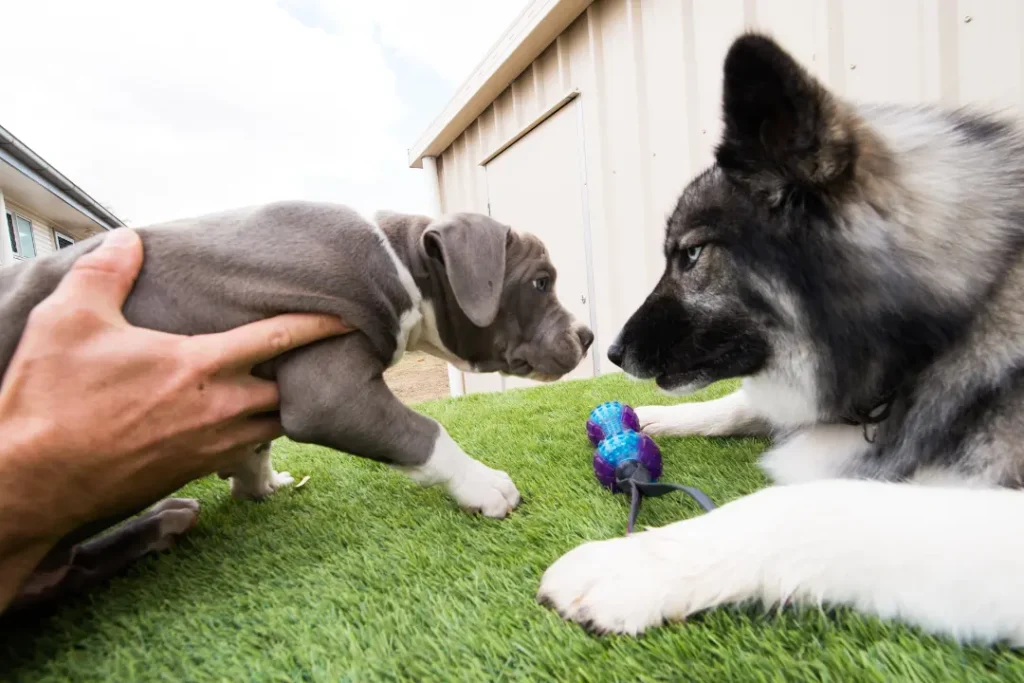 Hoe moet ik mijn puppy socialiseren? Alles wat je moet weten over een goede start 1 'Hond en puppy socialiseren in het gras - Puppy socialiseren blog artikel Dog Dimension'.